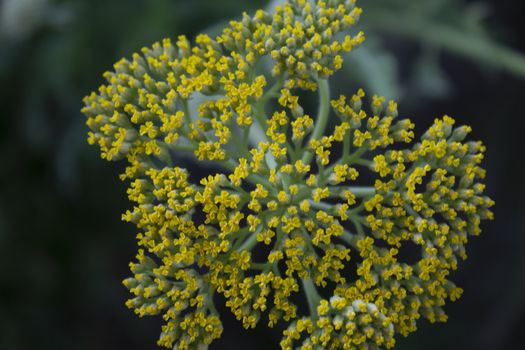macro of flower with yellow tips