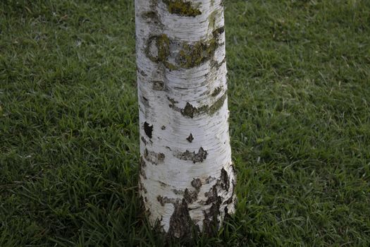 Poplar tree etched is ruined lawn bark in the background