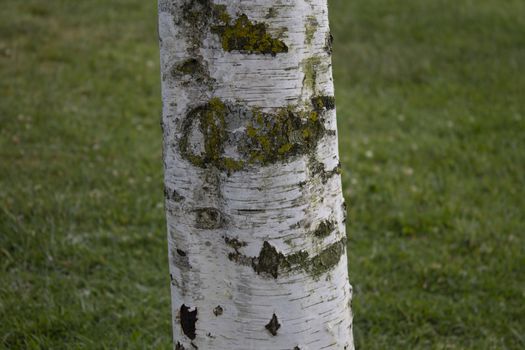 Poplar tree etched is ruined lawn bark in the background