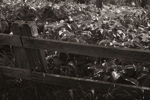 wooden fence with garden black and white photo