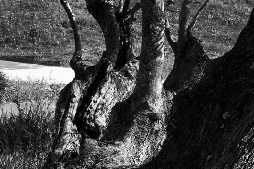 macro detail bark tree and intertwined branches