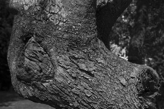 Macro detail bark tree and intertwined branches