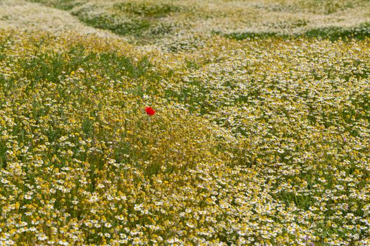 Flowering meadow all covered with daisy flowers