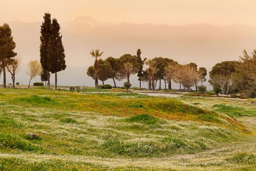 Park with blossom meadow in Hierapolis near Pamukkale, Turkey