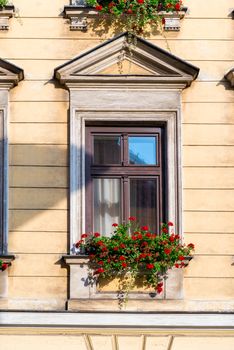 wooden house window with beautiful red flowers in a pot closeup