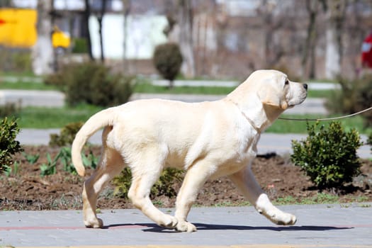 a little yellow labrador puppy sitting in the park