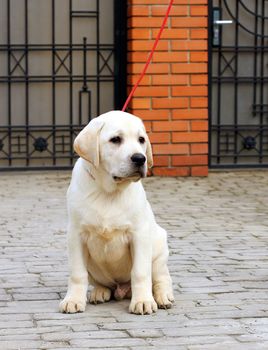 the little yellow labrador puppy sitting in the park