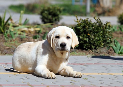 little cute yellow labrador puppy sitting in the park