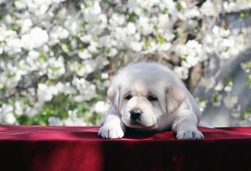 the little yellow labrador puppy sitting in the park in spring