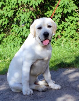 the little cute yellow labrador puppy sitting in the park