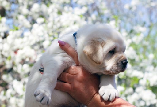 a little yellow labrador puppy sitting in the park in spring