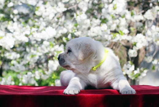 a little cute yellow labrador puppy sitting in the park in spring