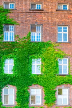 brick wall of a building with windows, overgrown with beautiful ivy