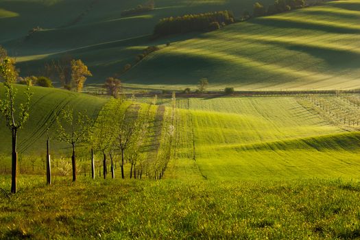 Sunset lines and waves with trees in the spring, South Moravia, Czech Republic