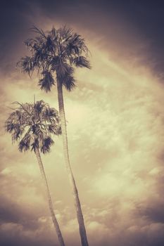 Sepia Toned Retro Palm Trees In Hawaii At Sunset With Copy Space