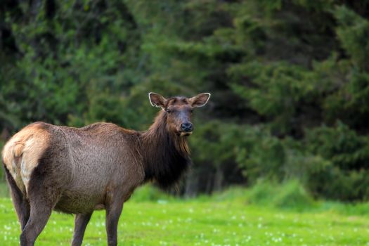 Lone Elk Portrait at Ecola State Park in Oregon Coast