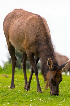 Elk grazing on green pasture at Ecola State Park in Cannon Beach Oregon Coast closeup portrait