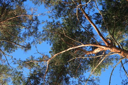 Closeup of old high pine trees against blue sky