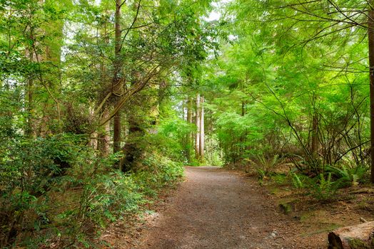 Hiking trail at Fort Clatsop in the lush green forest along Lewis and Clark River in Oregon