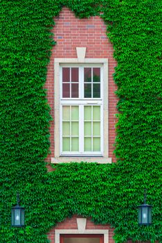 brick building wall, covered with thickets of vines, close-up window