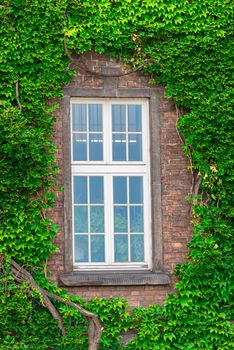 a dense vine on a brick wall around the window