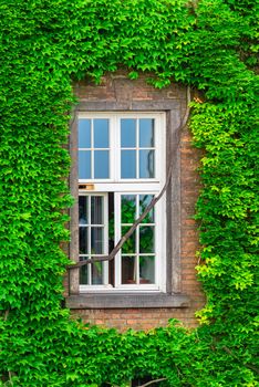 close-up of a dense vine on a brick wall around the window