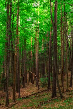 vertical photograph of the trunks of tall trees in a mixed forest