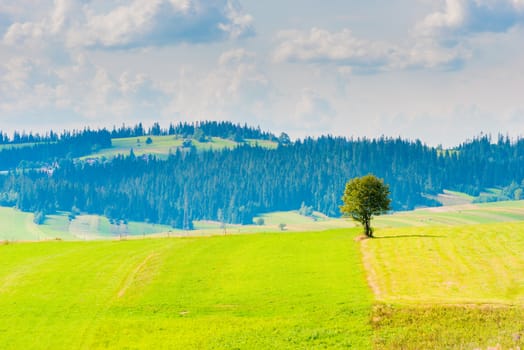 tree in a beautiful field, landscape on a sunny day