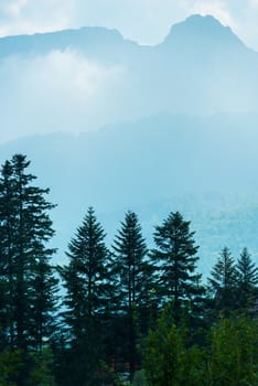 vertical landscape - pine forest, mountains and light mist in the morning