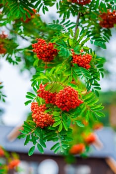 a branch of a ripe rowan close up, shooting outdoors