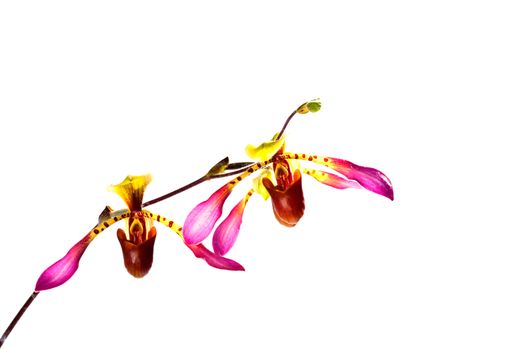 Orchid flower on white background, paphiopedilum.