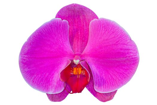beautiful flower branches orchids on white background,Pink orchid on white background