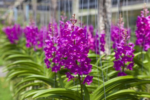 Vanda Orchid flower in tropical garden. Floral background.Selective focus.