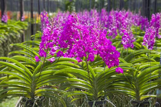 Vanda Orchid flower in tropical garden. Floral background.Selective focus.