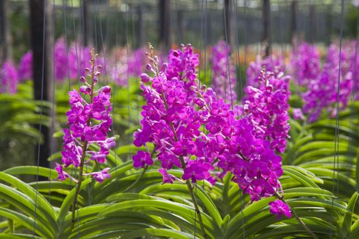 Vanda Orchid flower in tropical garden. Floral background.Selective focus.