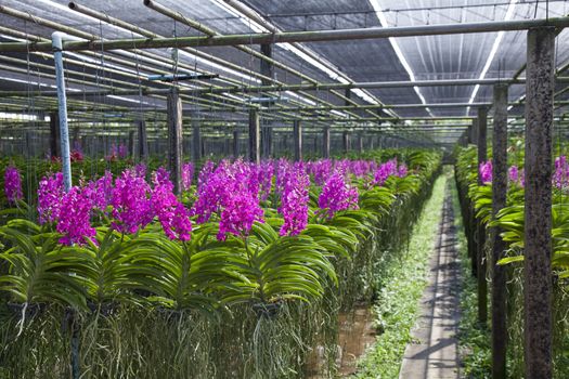 Vanda Orchid flower in tropical garden. Floral background.Selective focus.