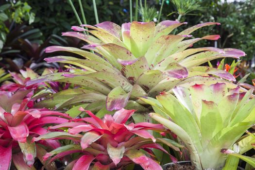 Bromeliad flower in various color in garden for postcard beauty decoration and agriculture concept design.