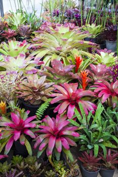 Bromeliad flower in various color in garden for postcard beauty decoration and agriculture concept design.