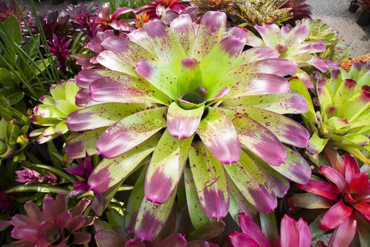 Bromeliad flower in the garden with nature,Bromeliad flower in various color in garden for postcard beauty decoration and agriculture concept design.