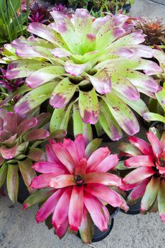 Bromeliad flower in the garden with nature,Bromeliad flower in various color in garden for postcard beauty decoration and agriculture concept design.