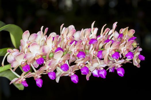 Vanda Orchid flower in tropical garden. Floral background.Selective focus.