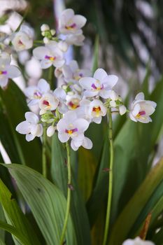 spathoglottis plicata orchid flower in a garden