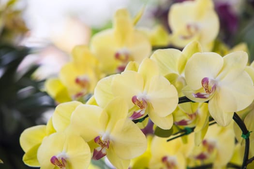 Phalaenopsis orchids flowers in bloom in adorn the beauty of nature.