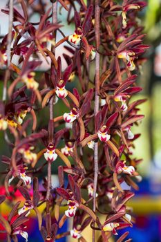 Cymbidium atropurpureum  is epiphytic orchid Close up viwe.