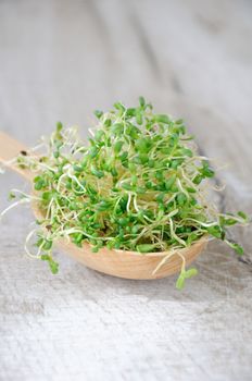 Fast growing micro greens for salads all year round. A handful of sprouted alfalfa sprouts in a wooden spoon. Close-up.