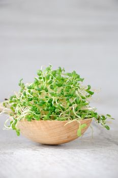  Fast growing micro greens for salads all year round. A handful of sprouted alfalfa sprouts in a wooden spoon. Close-up.