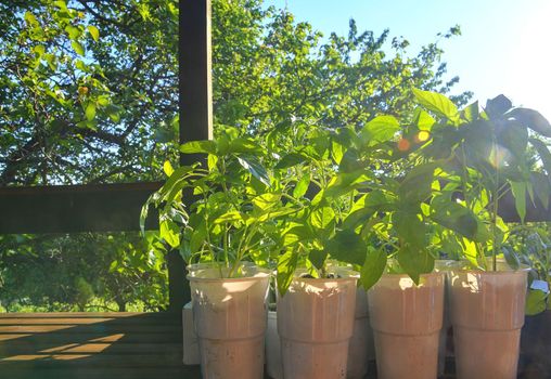 Seedlings of peppers and tomatoes on garden table. Seedlings ready to plant. Sun flare. Gardening concept.