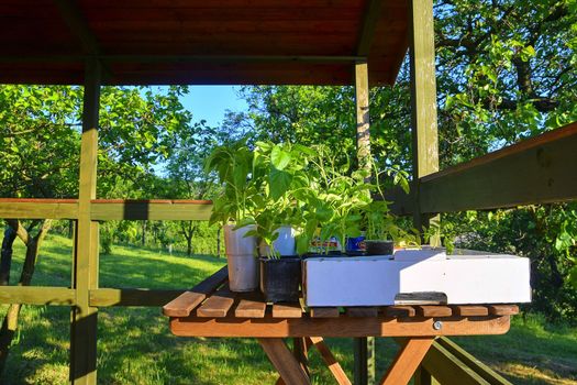 Seedlings of peppers and tomatoes on garden table. Seedlings ready to plant. Sun flare. Gardening concept.