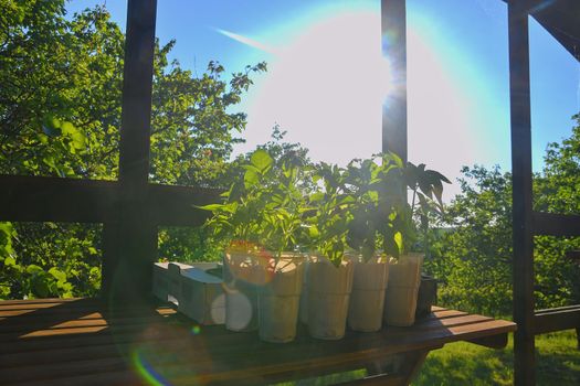 Seedlings of peppers and tomatoes on garden table. Seedlings ready to plant. Sun flare. Gardening concept. Garden cabin.