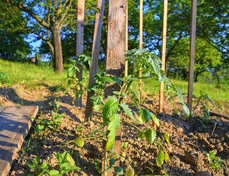 Young tomatoes in rural garden. Gardening concept. Sun flare, close-up. 